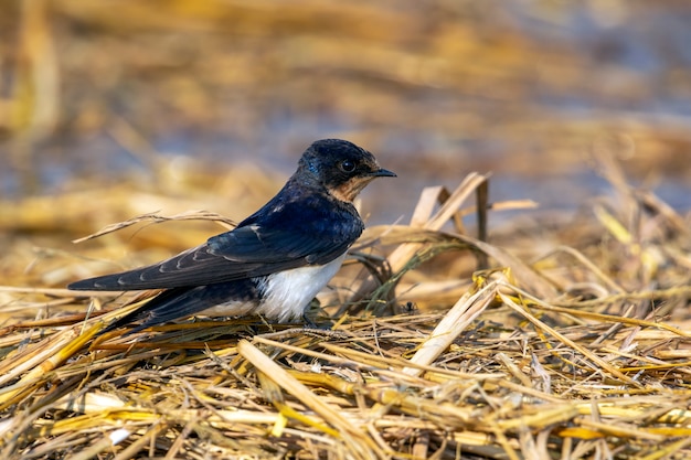 Image of barn swallow bird (Hirundo rustica). Bird. Animal.