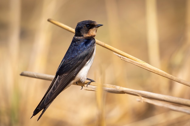 Image of barn swallow bird (hirundo rustica) on the natural .\
bird. animal.