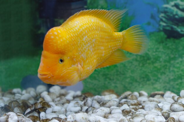 image of a beautiful aquarium fish Amphilophus citrinellus