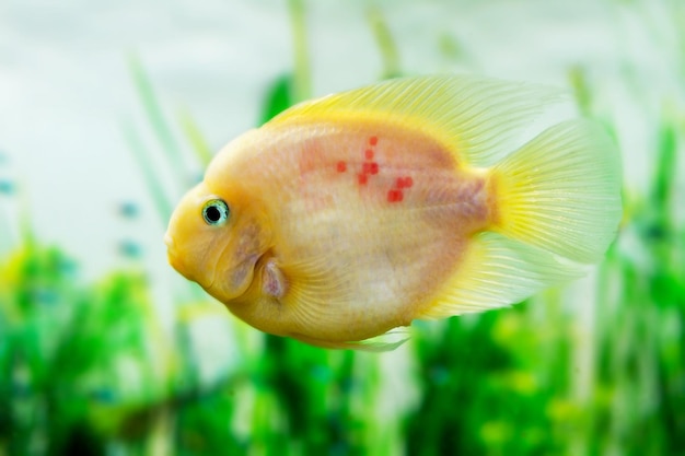 image of a beautiful aquarium fish Amphilophus citrinellus