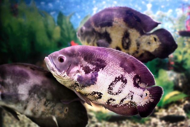 Photo image of a beautiful aquarium fish astronotus