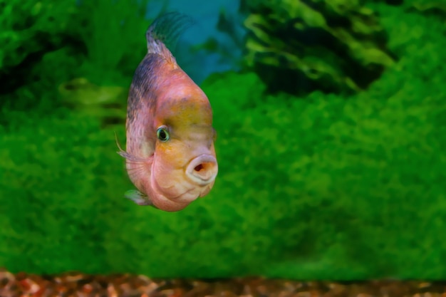 image of a beautiful aquarium fish Cichlasoma synspilum