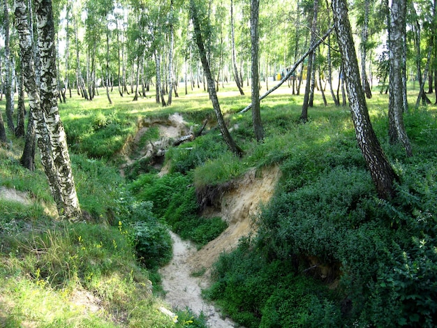 Image of beautiful birchwood in the summer