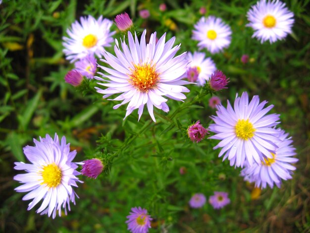 Image of beautiful and bright blue asters