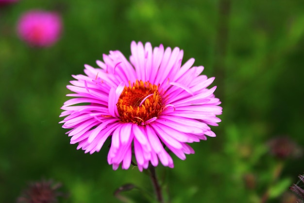 Image of beautiful and bright red aster