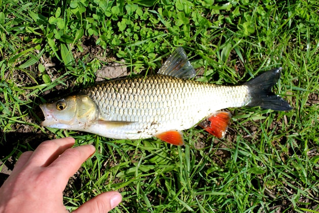 美しい釣られた魚の<unk>と手の画像