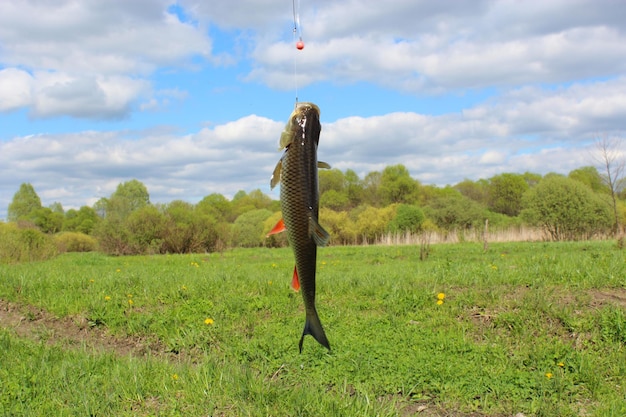 The image of beautiful caught fish chub