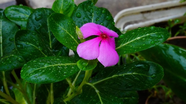 美しい花植物のイメージ