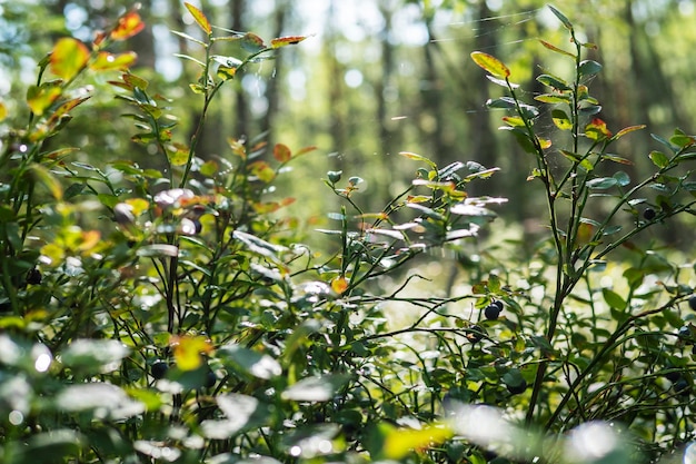 Image of a beautiful forest trees bushes with berries in the sunlight T