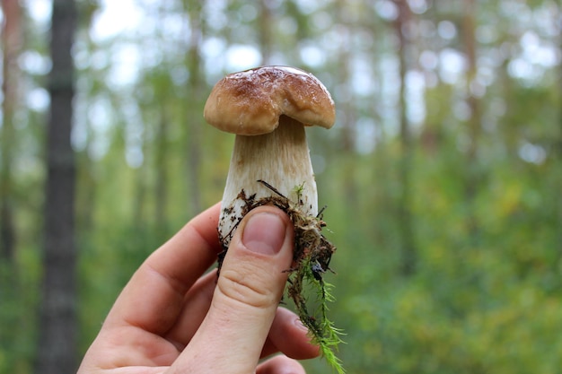 Image of beautiful and little cep in the hand