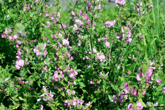 Image of the beautiful pink meadow flowers