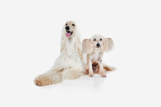 Image of beautiful purebred afghan hound and chinese crested dog against white studio background