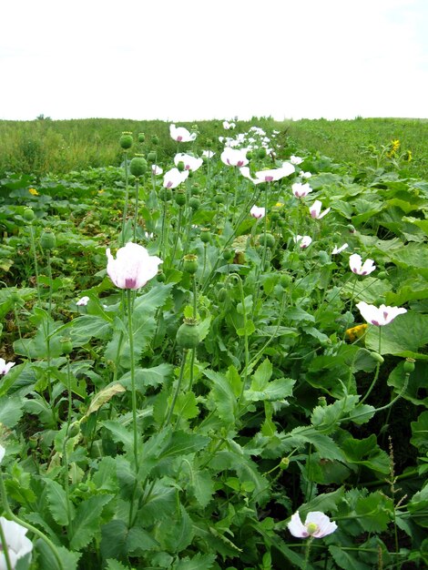 Image of the beautiful red flower of a poppy and its fruits on a plantation