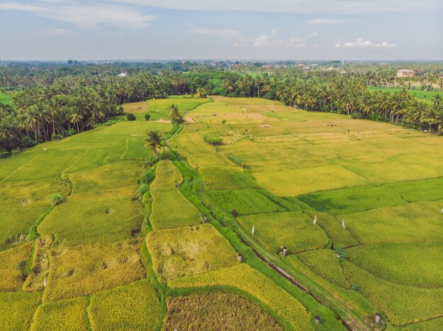 Image of beautiful Terraced rice field in water season and Irrigation from droneTop view of rices paddy