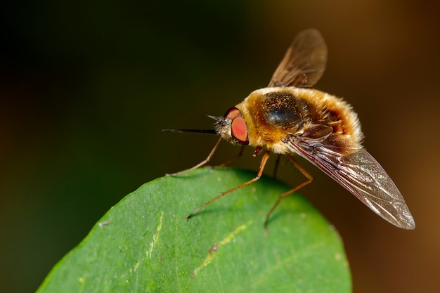 Image of bee flies or bombylius major on green leaf. Insect. Animal.