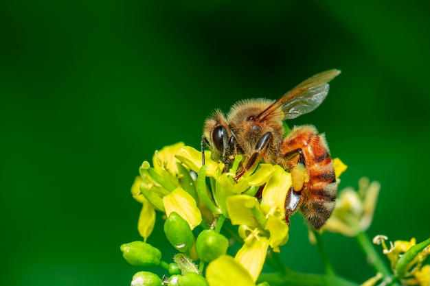 Image of bee or honeybee on flower collects nectar. Golden honeybee on flower pollen with space blur for text.