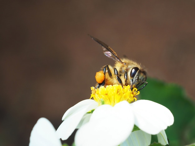 Photo image of bee macro