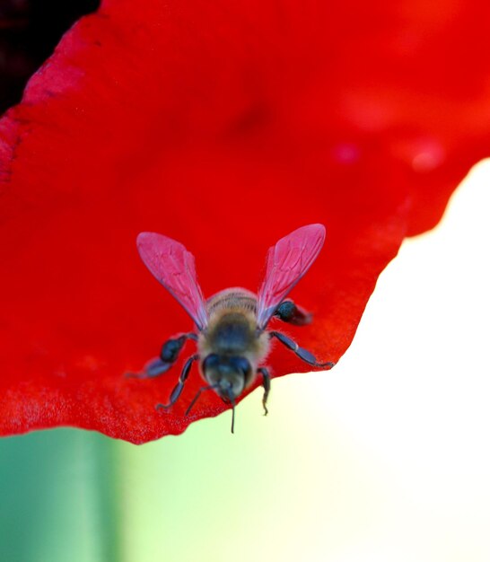 Image of a bee on a poppy flower on a morning sun