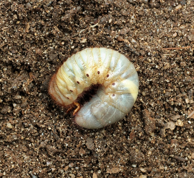Photo image of beetle larvae on the ground.