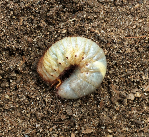 地上のカブトムシの幼虫の画像。