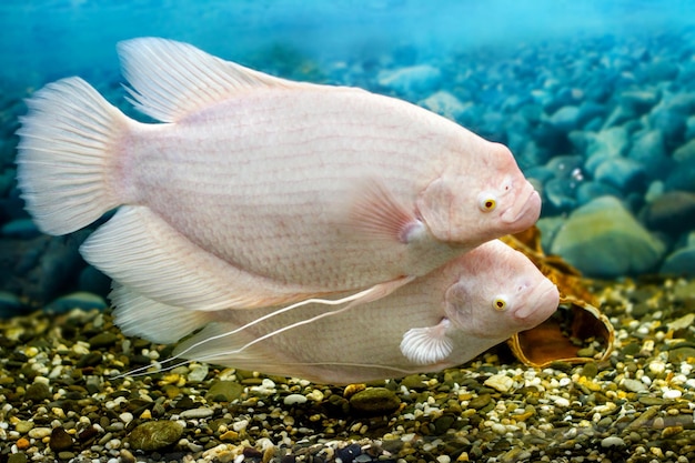 Image big fish in the aquarium gourami fishing