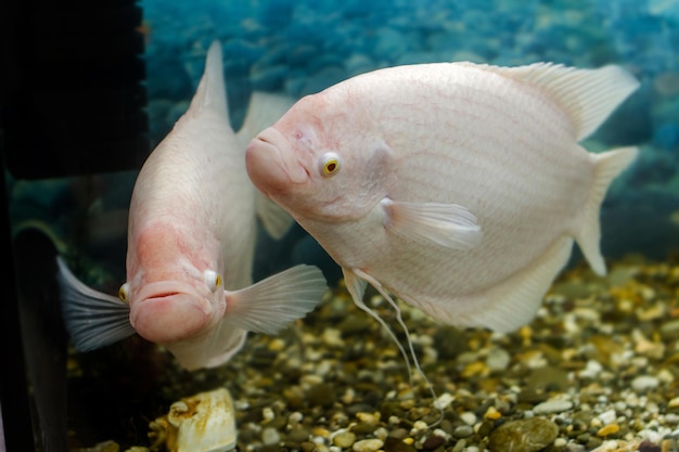 Image big fish in the aquarium gourami fishingl