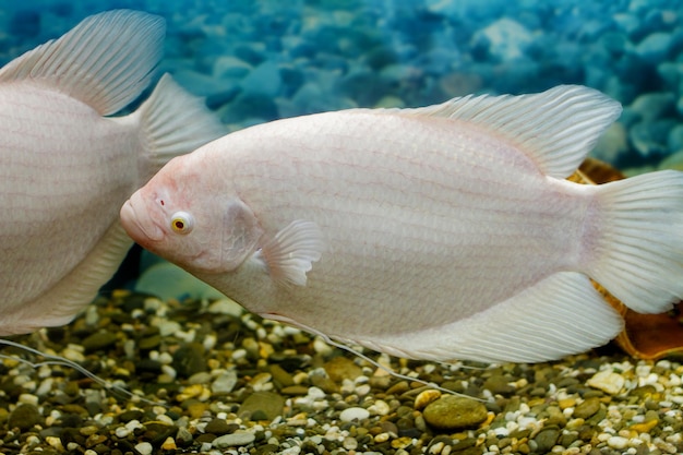 写真 水族館のグラミー釣りで大きな魚をイメージ