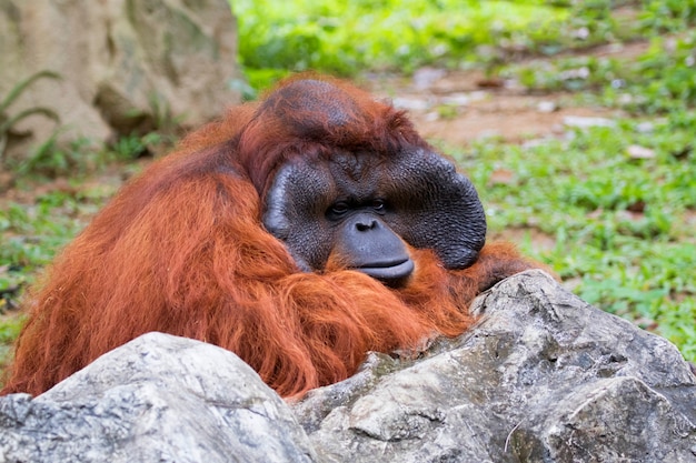 Immagine di una grande scimmia maschio arancione dell'orangutan.