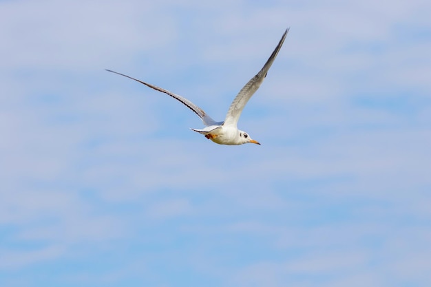 空を飛んでいる鳥のカモメの画像