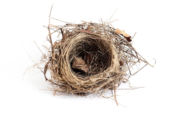 Photo image of a bird nest close up