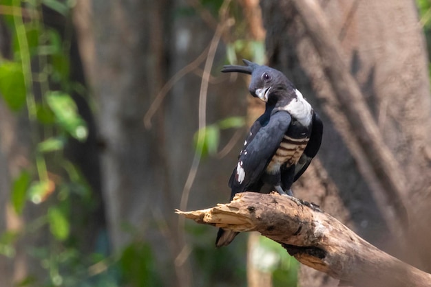 自然の背景に木の枝に黒いバザ鳥Avicedaleuphotesの画像動物