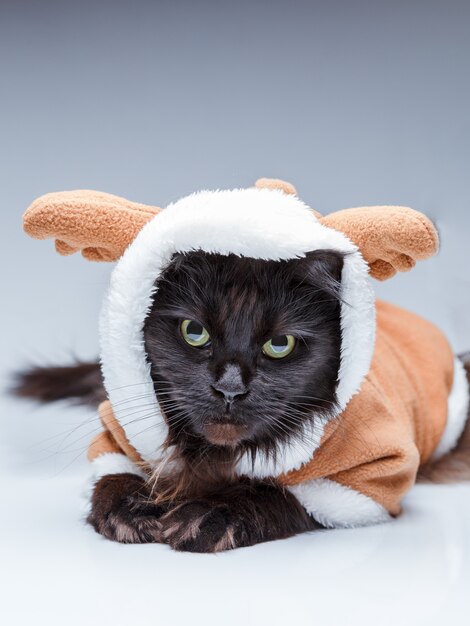 Image of black cat in deer suit on empty gray wall