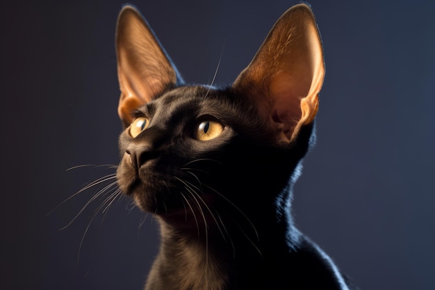 An image of a black cat with big ears