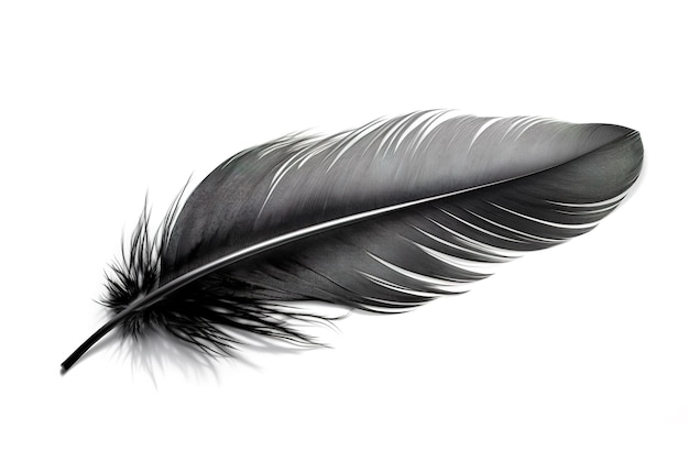 Image of black feather on white background Illustration Generative AI