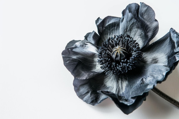 An image of a Black Flower