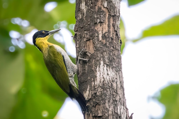 Изображение черноголового дятла (Picus erythropygius), сидящего на дереве на фоне природы. Птица. Животные.