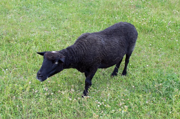 The image of black sheep grazing on grass