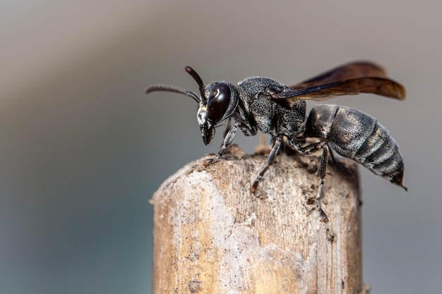 Image of black wasp on the stump on nature.