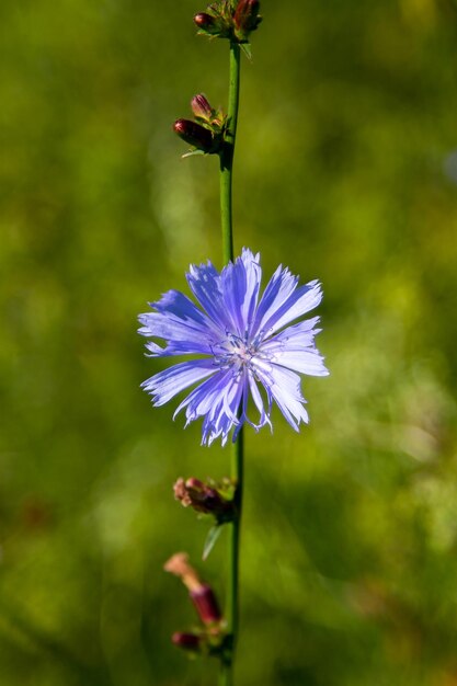 Image blooming beautiful flower wild chicory