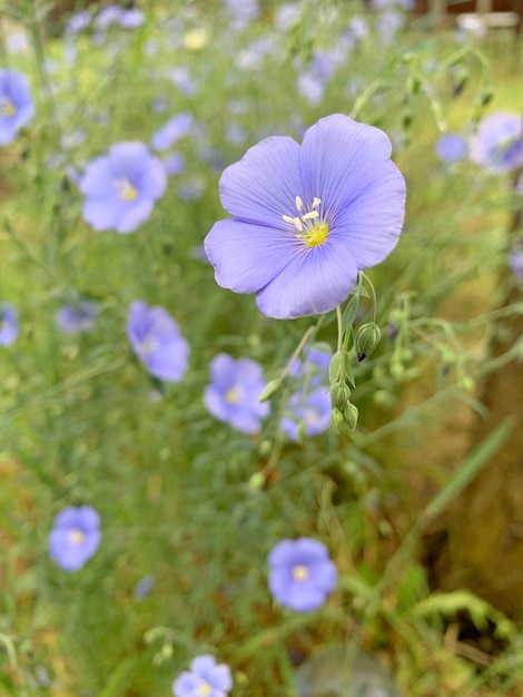 多年草の亜麻の青い花のイメージ