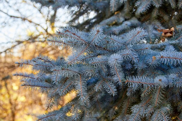 Foto immagine di un ramo di abete blu in un parco cittadino