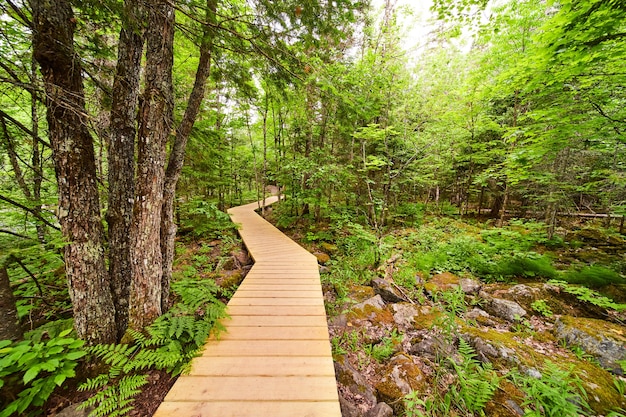 Photo image of boardwalk hiking path clean through the dense forest with mossy rocks