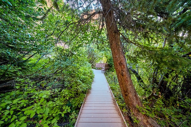Изображение пешеходной дорожки со скамейками через густой лес и заросли