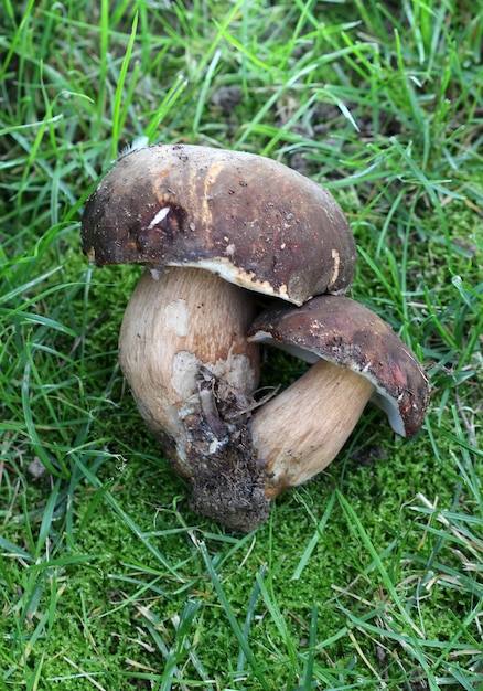 image of a Boletus edulis mushroom just harvested