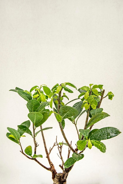 Foto immagine di foglie di ginseng ficus bonsai con gocce di rugiada