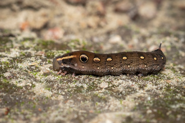 Image of brown caterpillar on the floor. Insect. Brown worm.