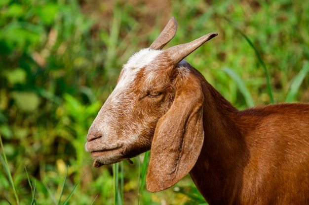 Image of brown goat on the green meadow Farm Animal