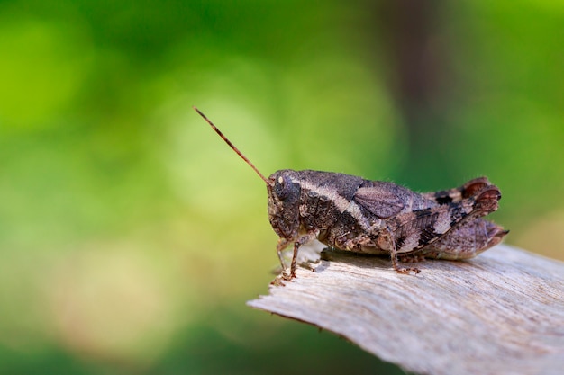 Изображение коричневого кузнечика (Acrididae). Насекомое. животное