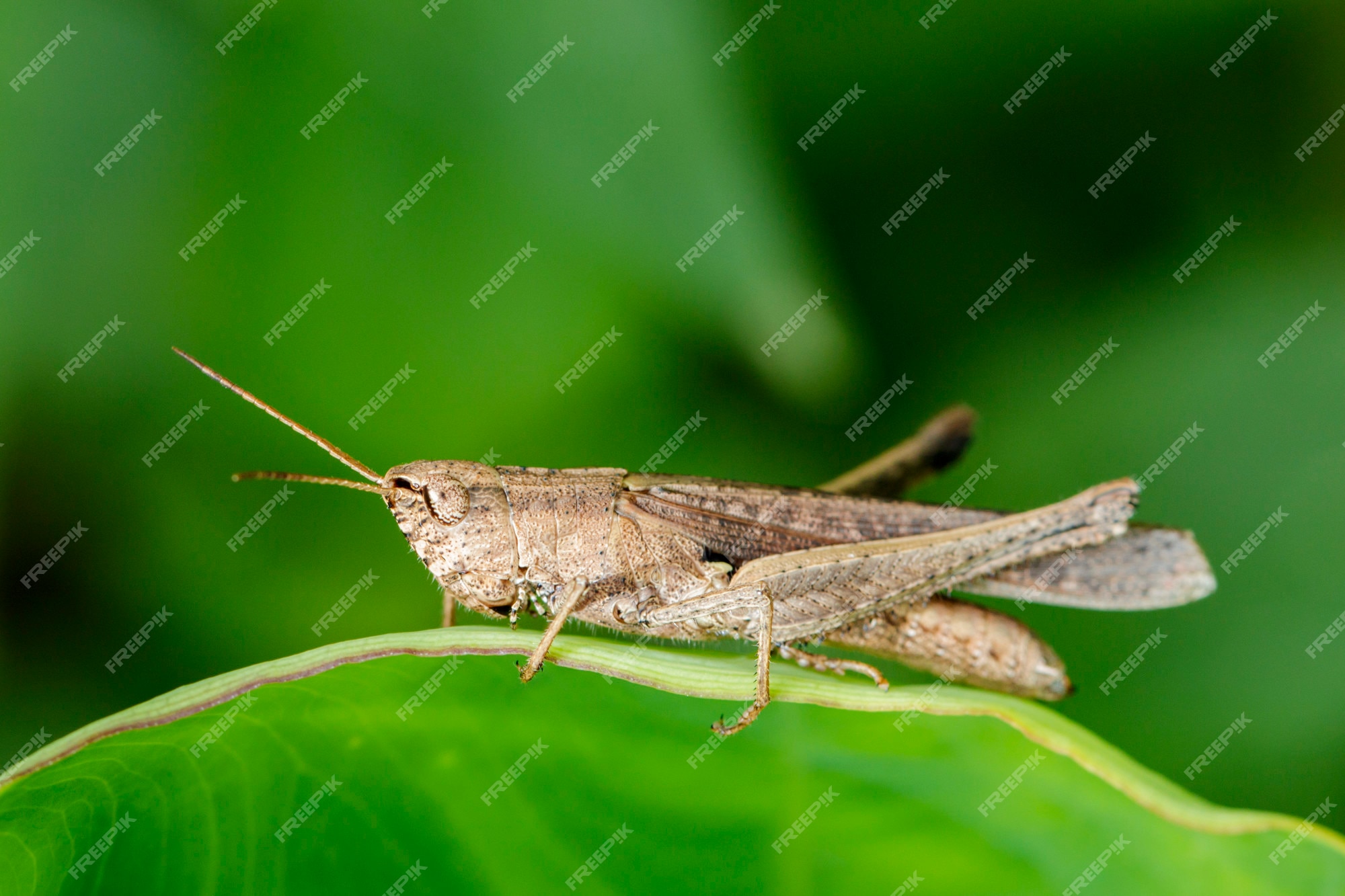 Premium Photo | Image of brown grasshopper on green leaves. insect animal. locust (caelifera., acrididae) Premium Photo | Image of brown grasshopper on green leaves. insect animal. locust (caelifera., acrididae)
