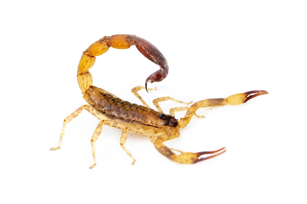 Image of brown scorpion isolated. Insect. Animal.